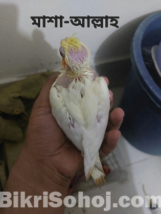 Lutino cockatiel baby